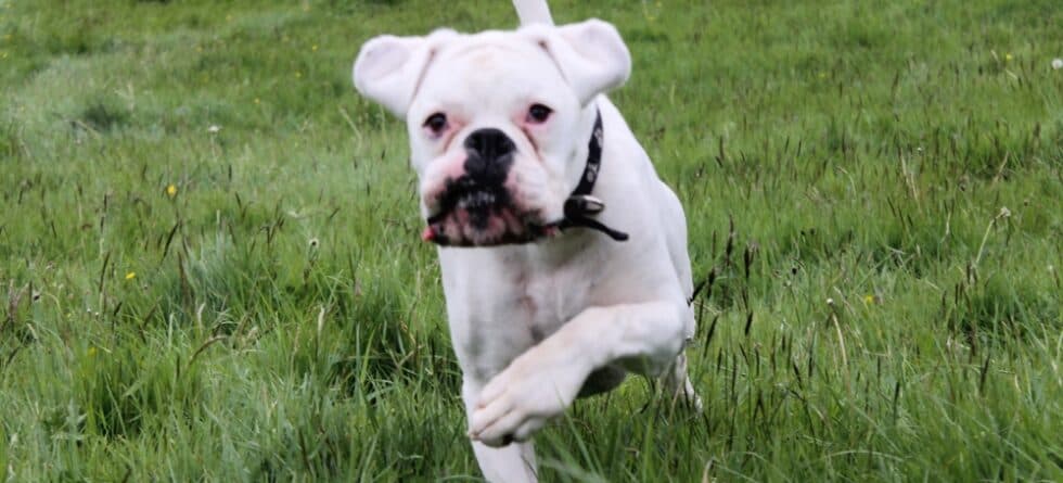 What Is The Purpose Of A Boxer Dog?