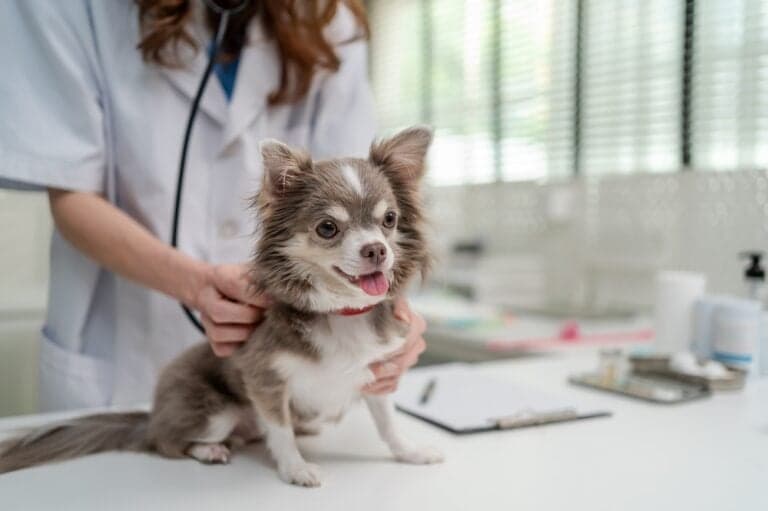 What Is Toxic To Chihuahua?