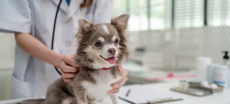 What Is Toxic To Chihuahua?