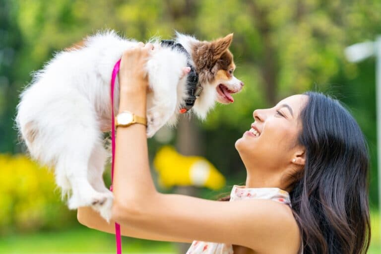 What Makes Chihuahuas Happy?
