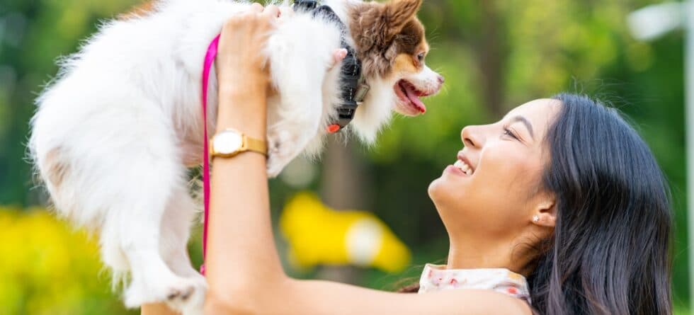What Makes Chihuahuas Happy?