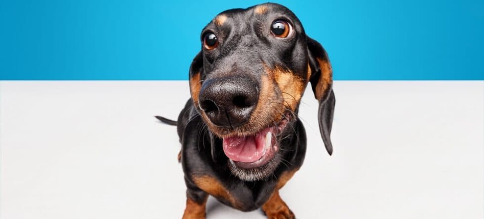 What Should Dachshunds Not Do?