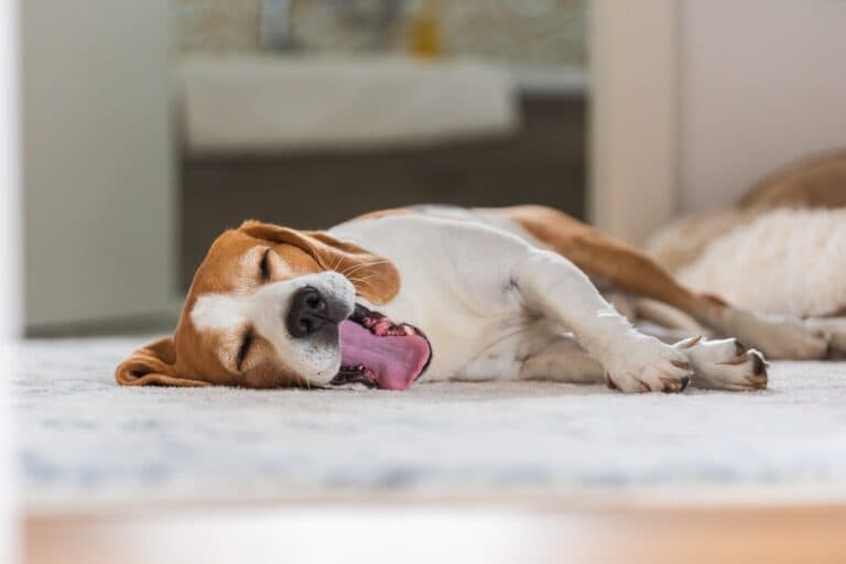 What Smell Do Beagles Hate?