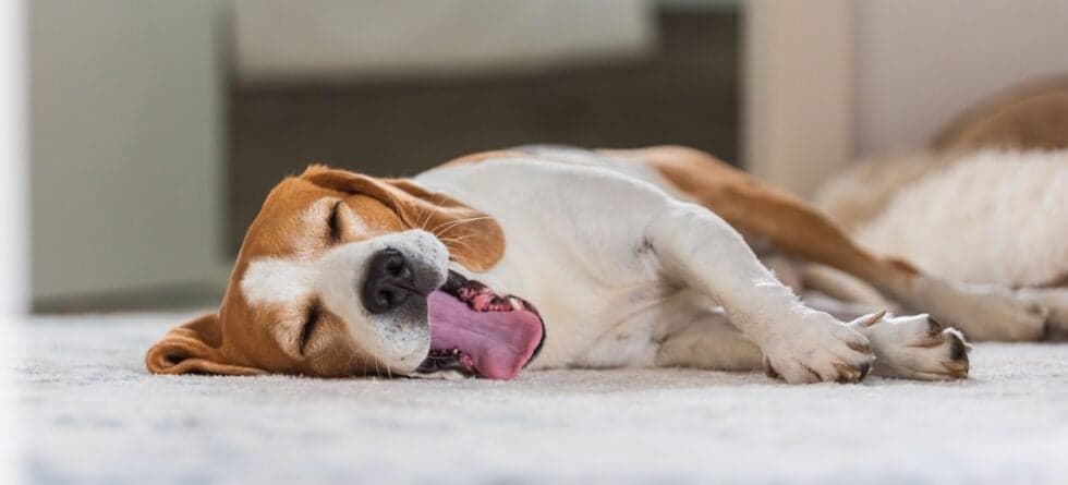 What Smell Do Beagles Hate?