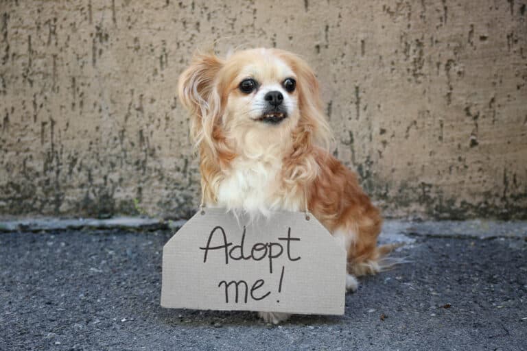 What’s The Safest Way To Acquire A Puppy?