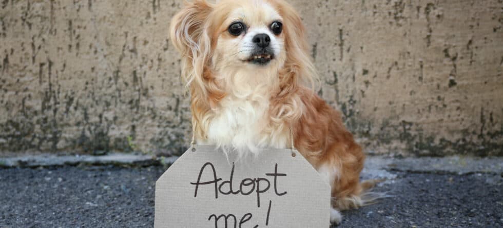 What’s The Safest Way To Acquire A Puppy?