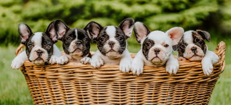 Where Is The Best Source For Finding Puppies?