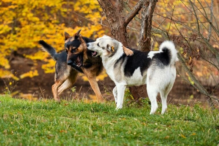Which Dog Is Better, Boxer Or German Shepherd?