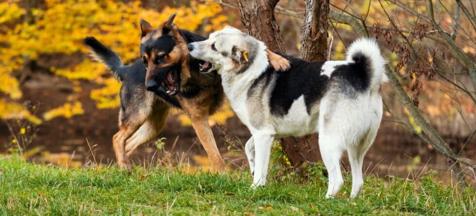 Which Dog Is Better, Boxer Or German Shepherd?