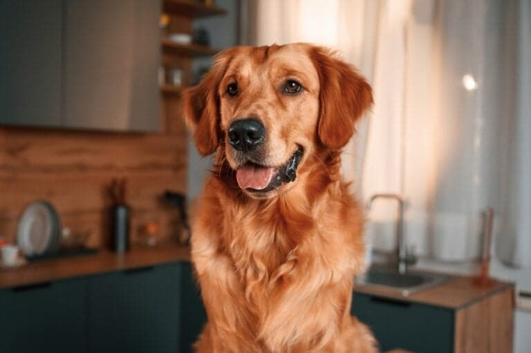 Which Golden Retriever Lives The Longest?