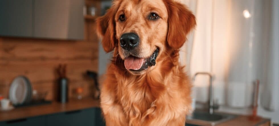 Which Golden Retriever Lives The Longest?