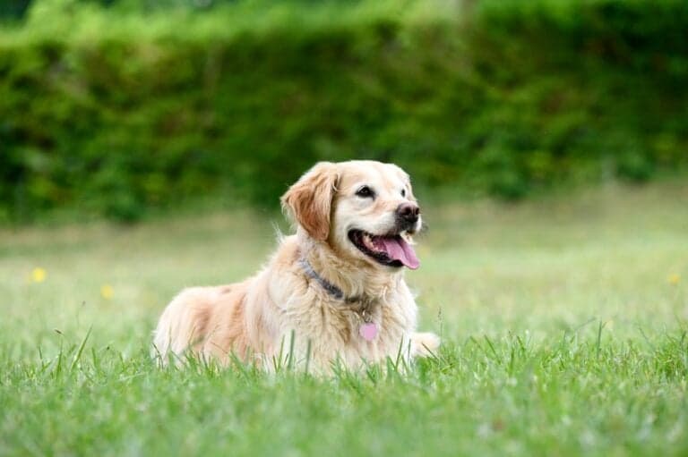 Which Type Of Golden Retriever Is Best?
