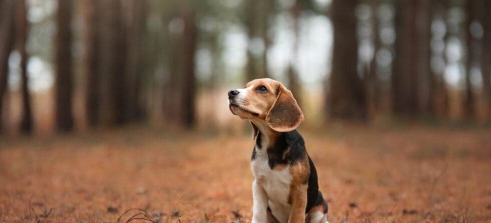 Why Are Beagles Not Good Pets?