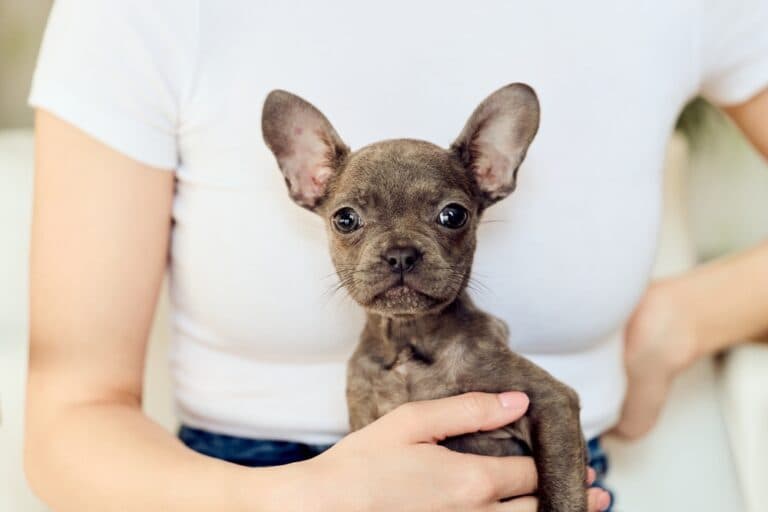 Why Are Frenchies So Expensive?