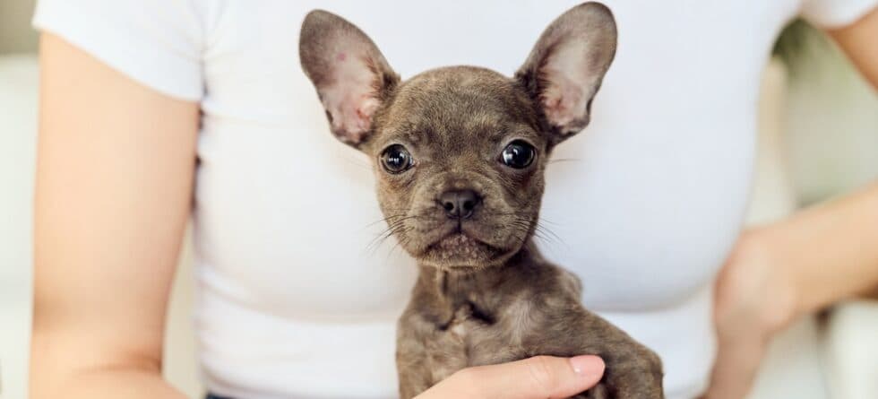 Why Are Frenchies So Expensive?
