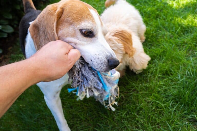 Why Do Beagles Destroy Things?