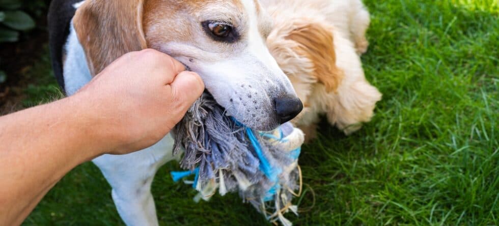 Why Do Beagles Destroy Things?