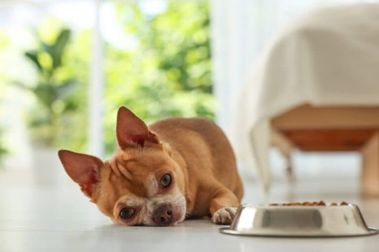 Why Do Chihuahuas Not Like Their Feet Touched?