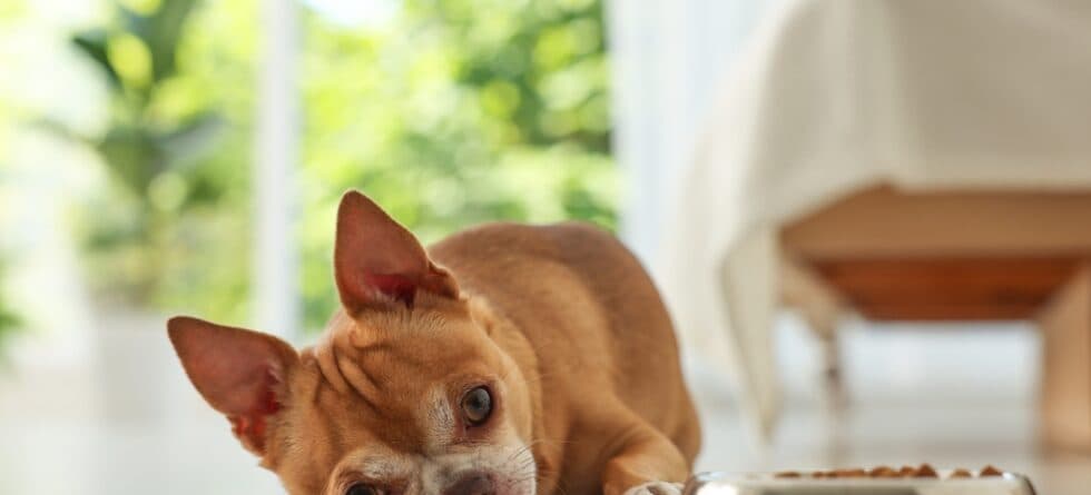 Why Do Chihuahuas Not Like Their Feet Touched?