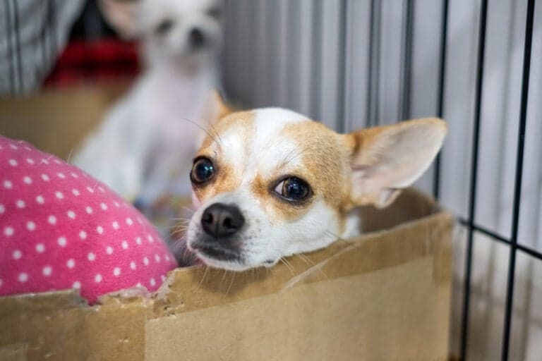 Why Does My Chihuahua Stare At Me?