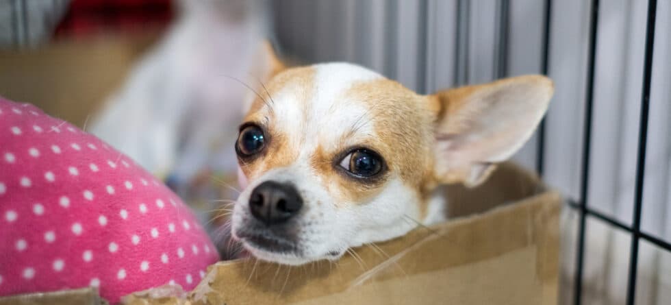 Why Does My Chihuahua Stare At Me?