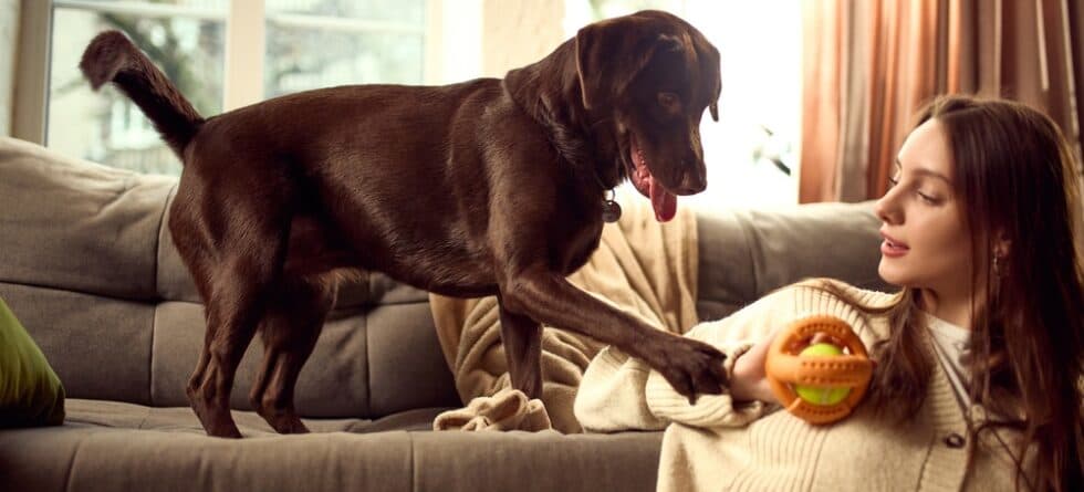 Why Does My Dog Put His Paw On Me?