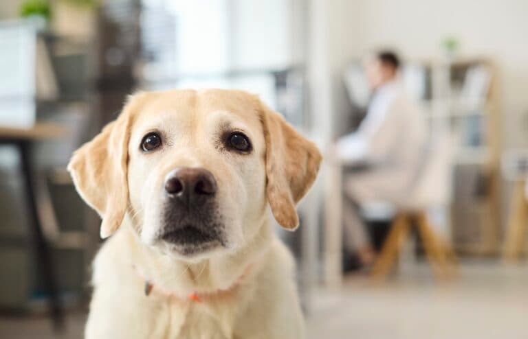 Why Is My Lab So Reactive?