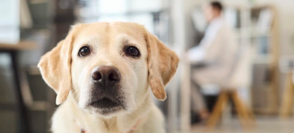 Why Is My Lab So Reactive?