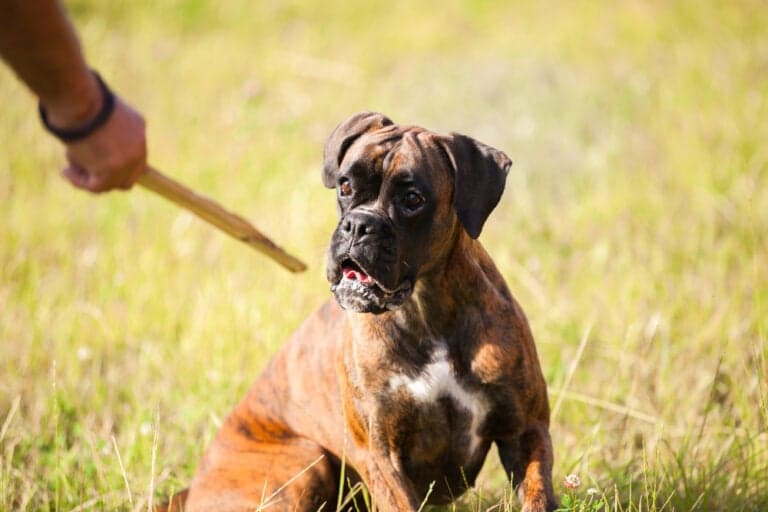 Will A Boxer Dog Bite?