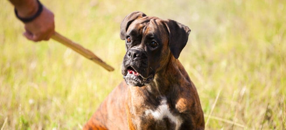 Will A Boxer Dog Bite?