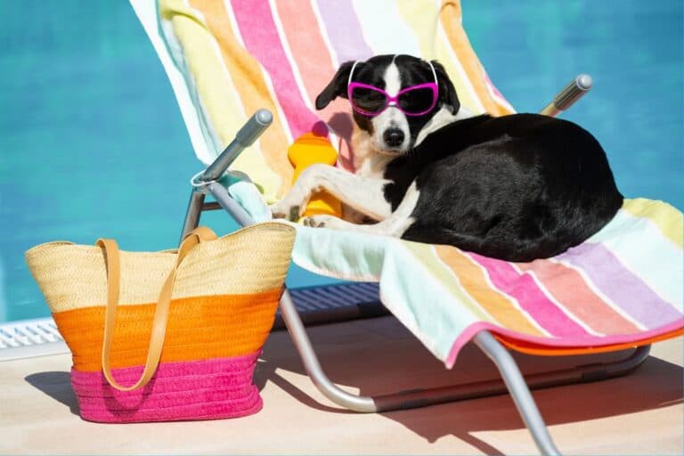 Heat-Tolerant Dog Breeds: Which Ones Handle Heat Well?