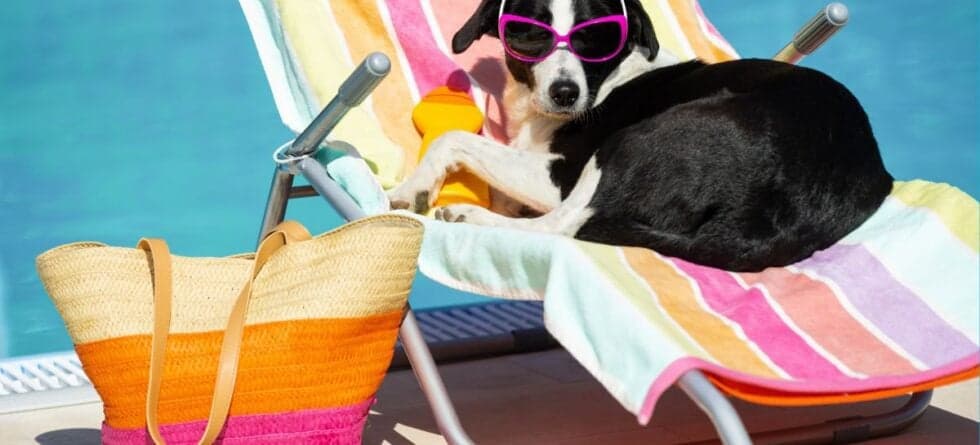 Heat-Tolerant Dog Breeds: Which Ones Handle Heat Well?