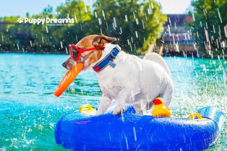 Dog Breeds For Hot Weather: Which Ones Stay Cool?