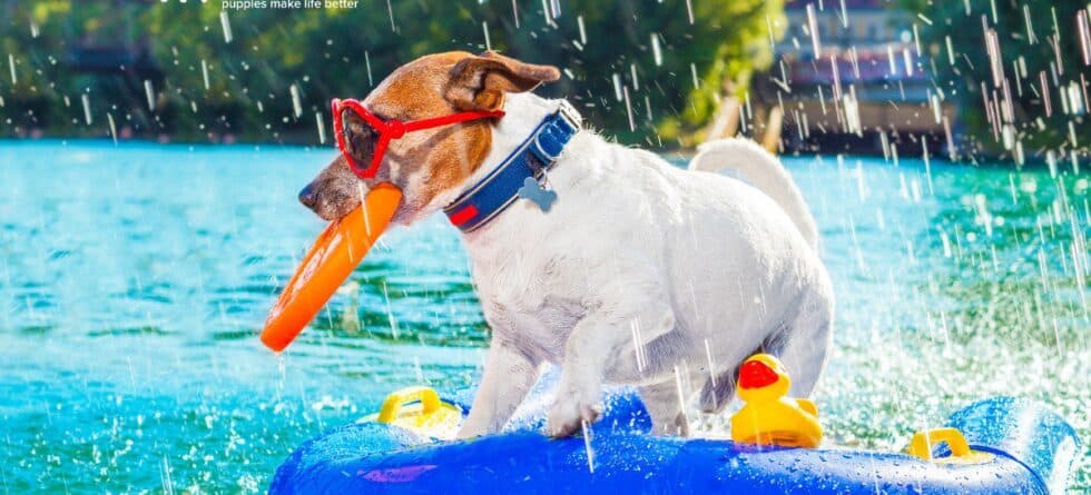 Dog Breeds For Hot Weather: Which Ones Stay Cool?