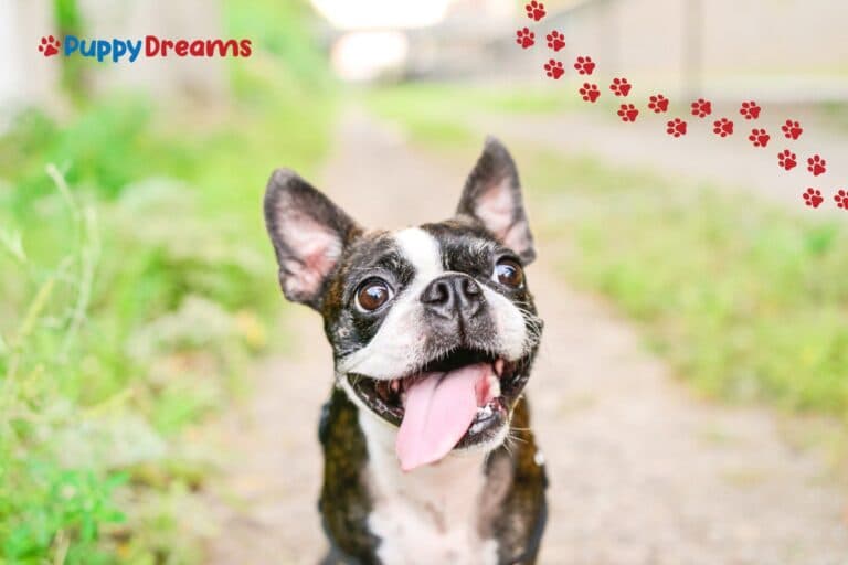 Best Indoor Dog Breeds For Small Homes And Families?