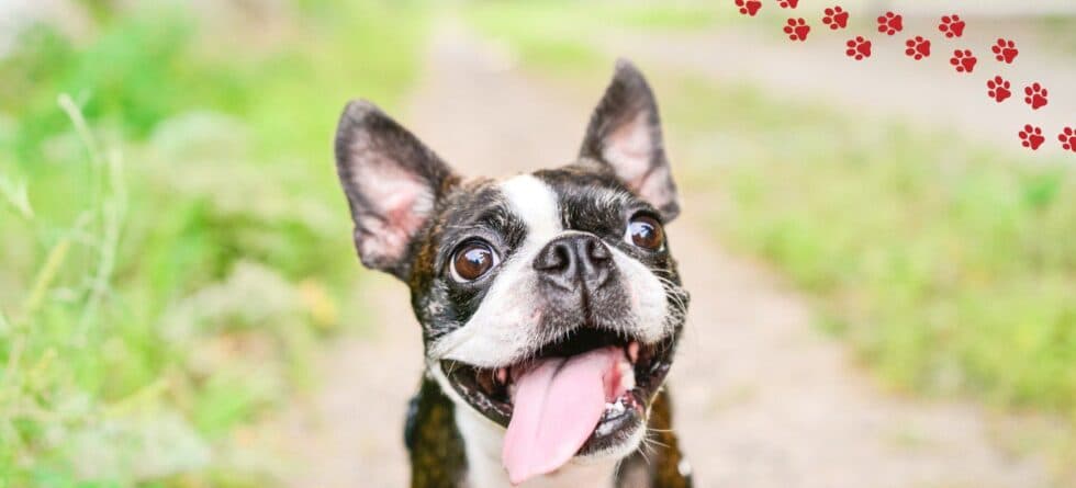 Best Indoor Dog Breeds For Small Homes And Families?