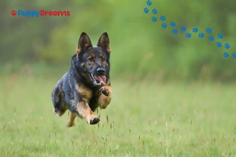 Popular Puppy Breeds: Which Ones Lead?