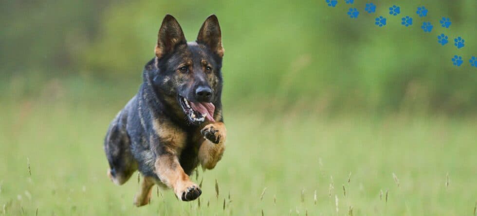 Popular Puppy Breeds: Which Ones Lead?