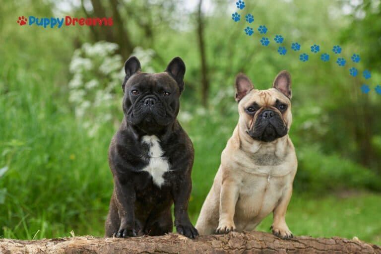 Low-Maintenance Dog Breeds: Which Are Right For You?