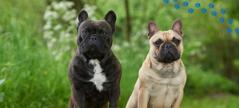 Low-Maintenance Dog Breeds: Which Are Right For You?
