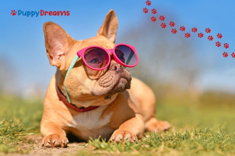 Low-Maintenance Medium-Sized Dogs: Are they for You?