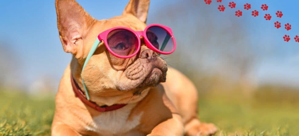 Low-Maintenance Medium-Sized Dogs: Are they for You?