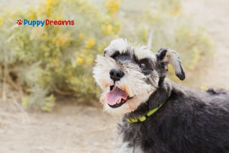 Hypoallergenic Medium-Sized Dogs: Finding Your Perfect Pup