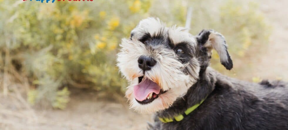 Hypoallergenic Medium-Sized Dogs: Finding Your Perfect Pup