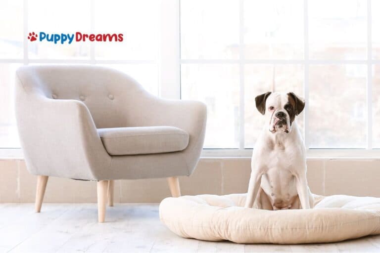 Short-Haired Dog Breeds: Which Ones Are Low-Maintenance to Groom?