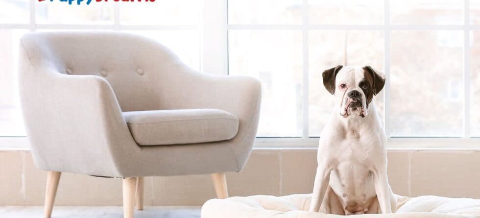 Short-Haired Dog Breeds: Which Ones Are Low-Maintenance to Groom?
