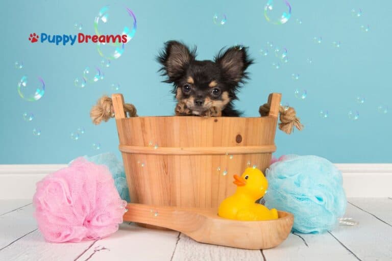 Dog Grooming Basics: What Do You Need to Start?