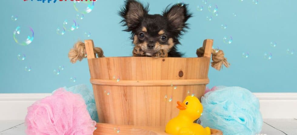 Dog Grooming Basics: What Do You Need to Start?