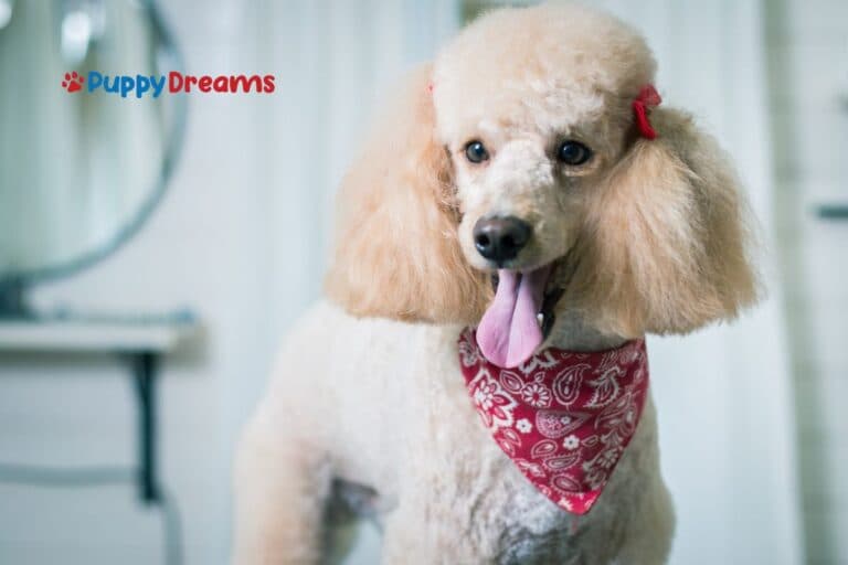 Are Non-Shedding Dog Breeds Good For Allergy Control?