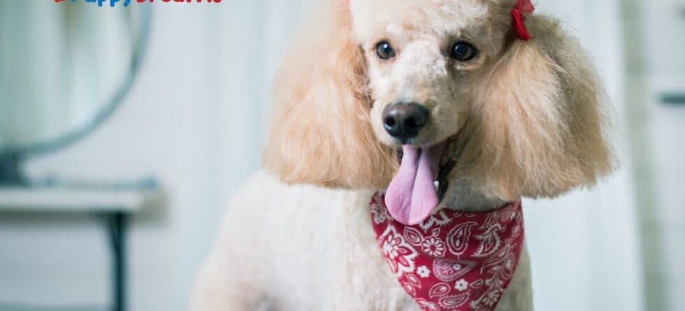 Are Non-Shedding Dog Breeds Good For Allergy Control?